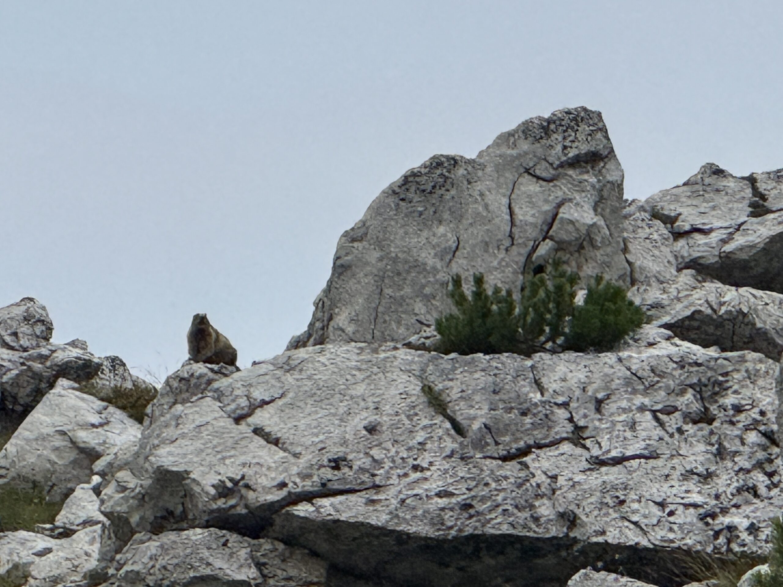 IMG_6018-scaled